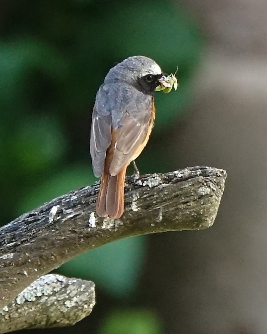 redstart
